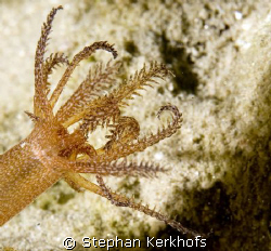worm cucumber (synapta maculata) taken in Na'ama Bay. by Stephan Kerkhofs 